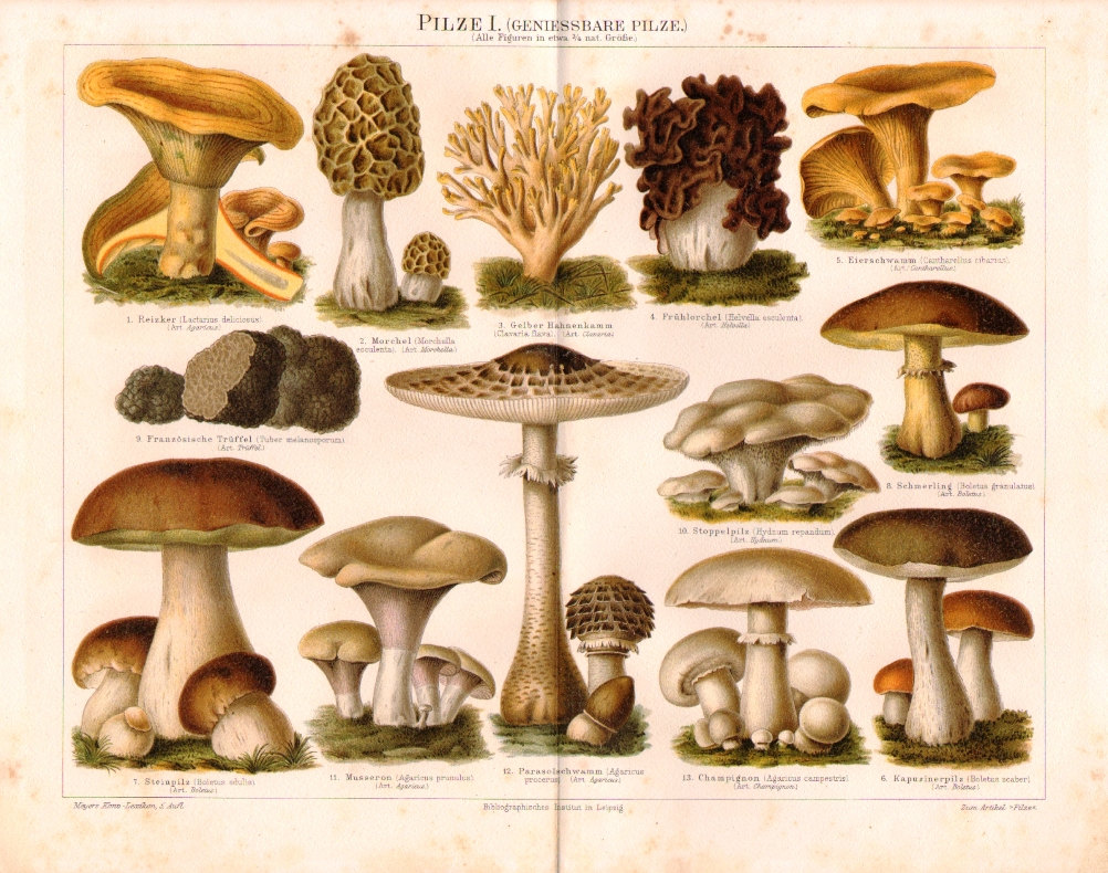 Природознавство (гриби) | Пластова банка